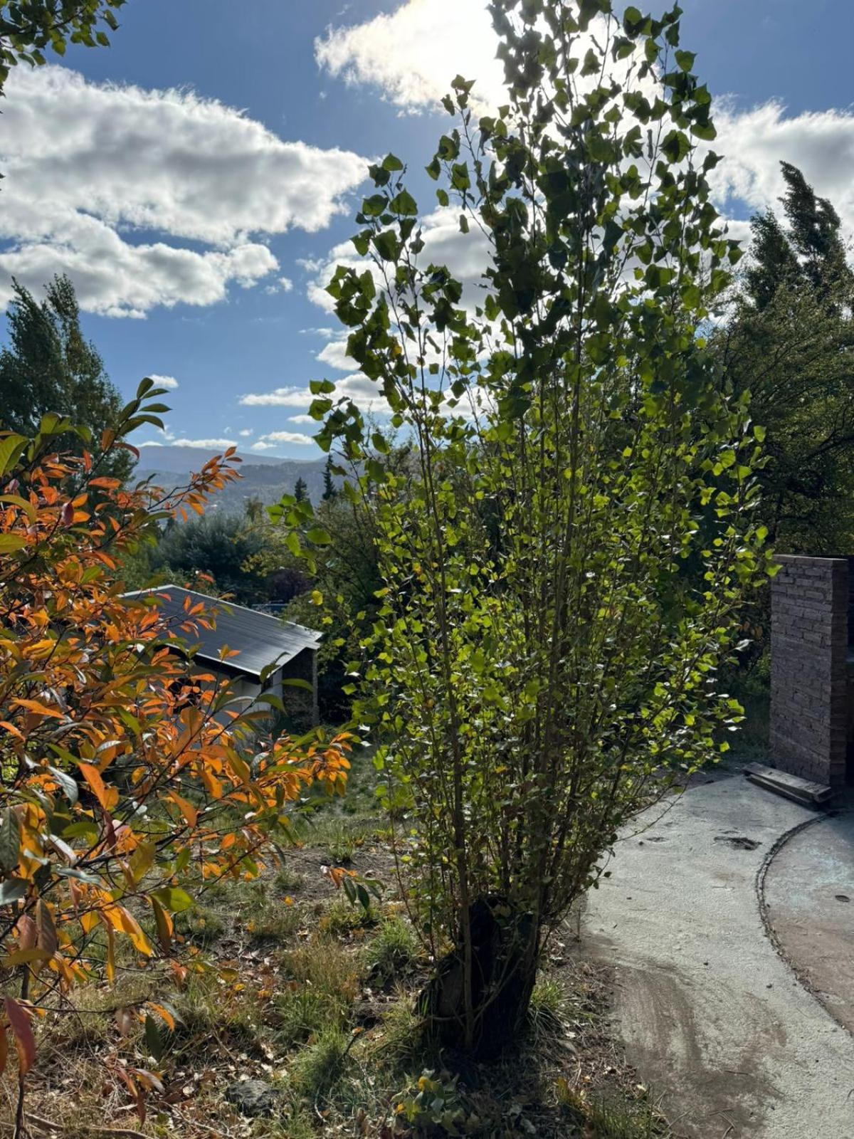 San Martín de los Andes Huilen De Bandurrias 빌라 외부 사진